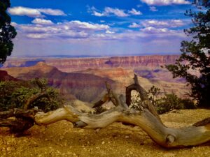 Grand Canyon North Rim showing the fallen tree in front of the stunning view