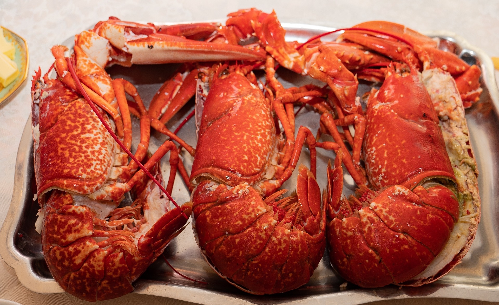 Maine Lobster three lobster on a plate
