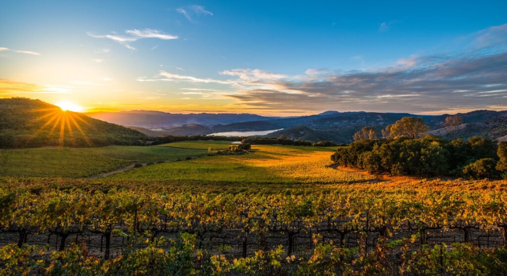 Napa ValleyTB large e1714782997226