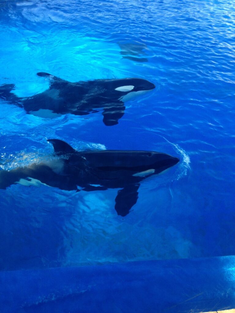 Orcas San Diego Sea World Image by evilos from Pixabay