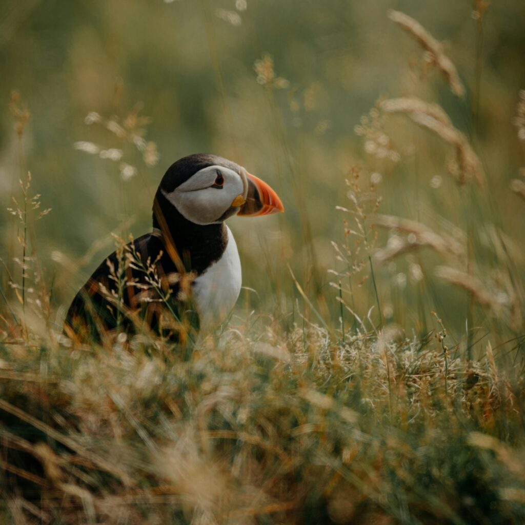 Puffin Maine in the long grasses of Maine