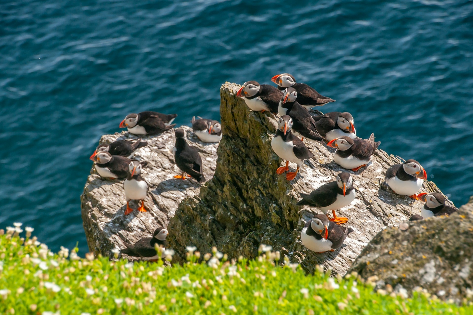 Puffins nesting along the coast of Maine, very distinctive birds with orange beaks & feet like ducks