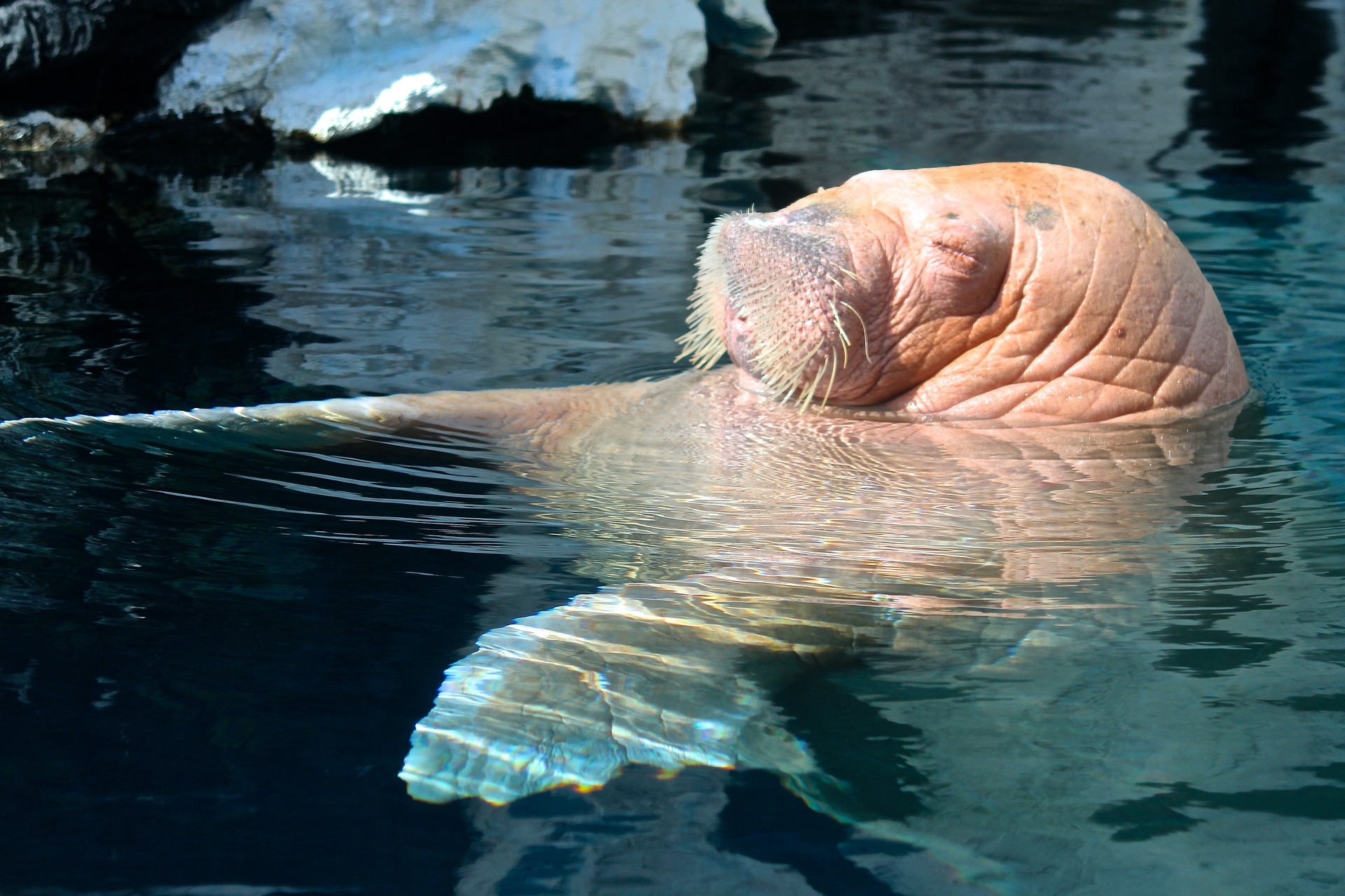 San Diego Sea World Walrus Image by nightowl from