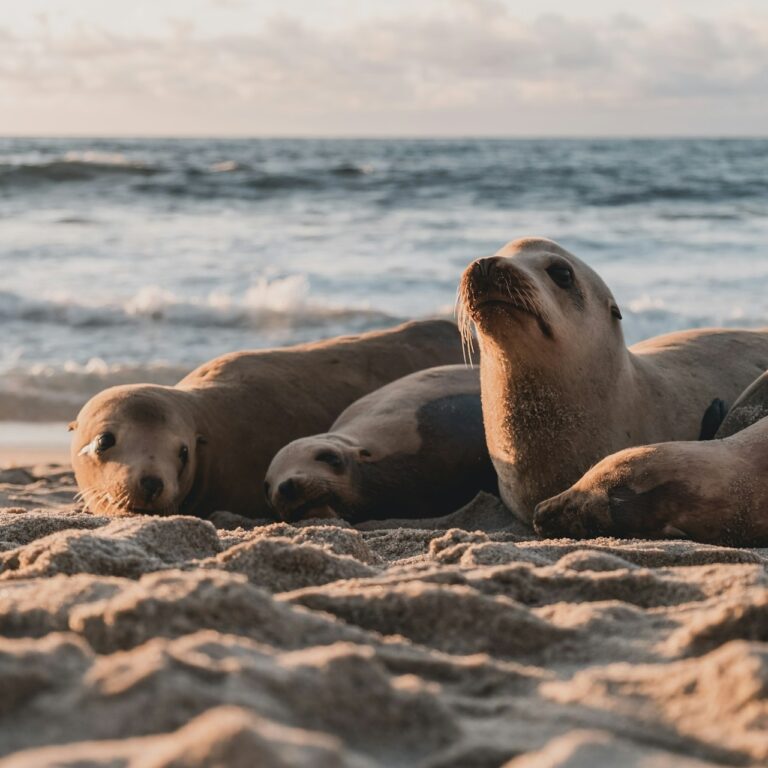 San Diego Seals Image Bay Febiyan unsplash e1715769953213