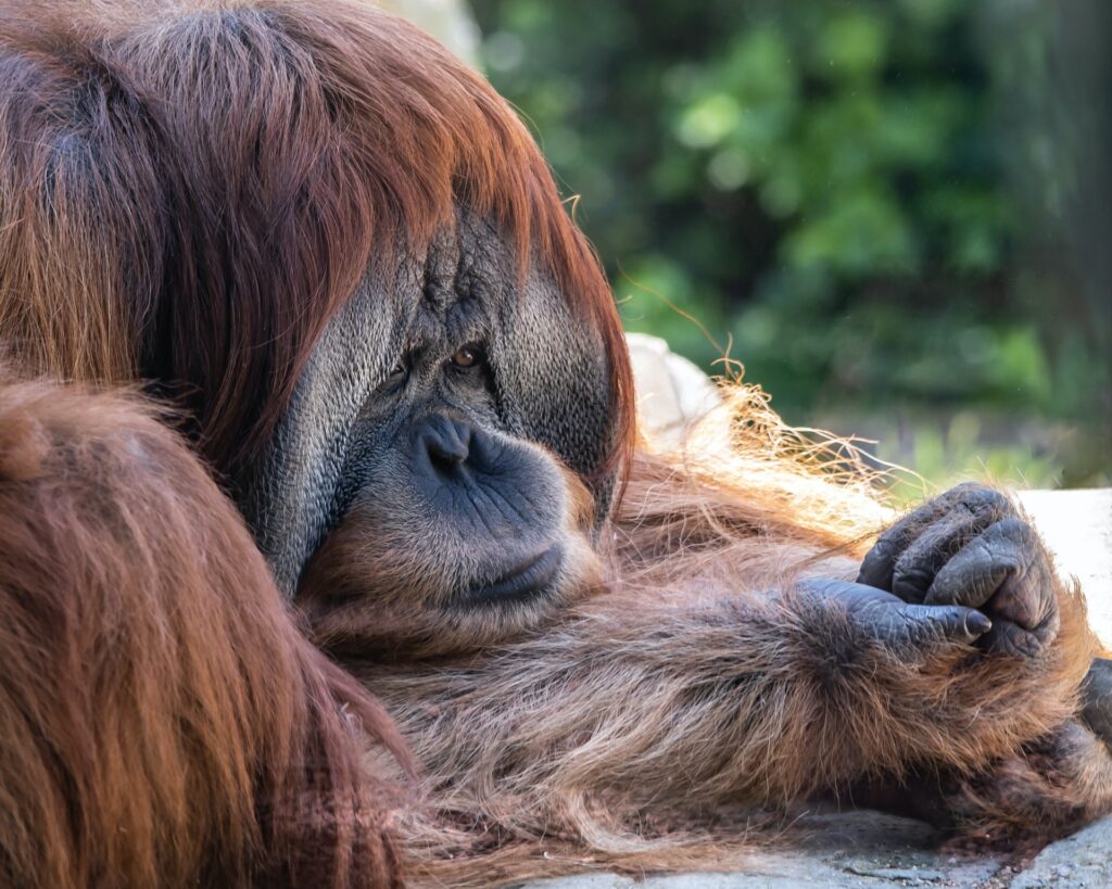 San Diego Zoo unsplash