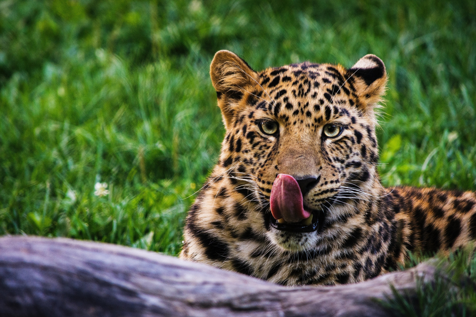 San Diego Zoo2 unsplash