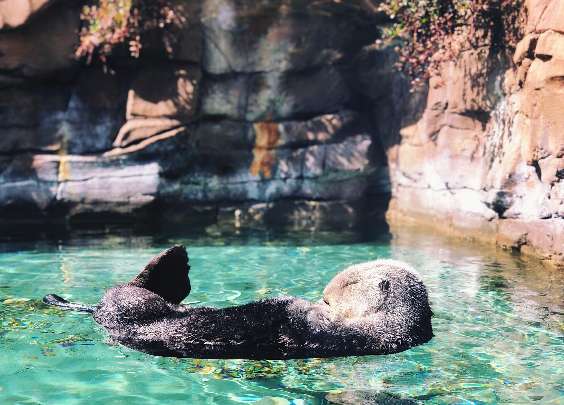 Seattle Woodland Park Zoo with an otter having a nap in the water in Washington State
