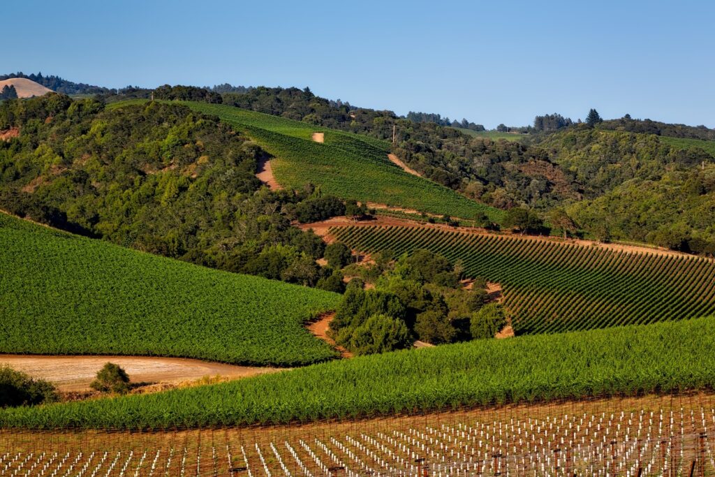 Vineyard Napa Valley CA Image by 12019 from Pixabay