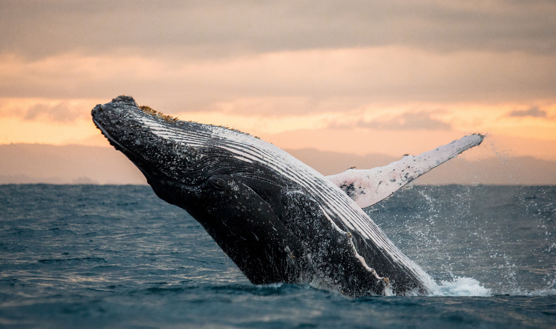 Whale Watching Cruise San Diego Image By Go City Pass
