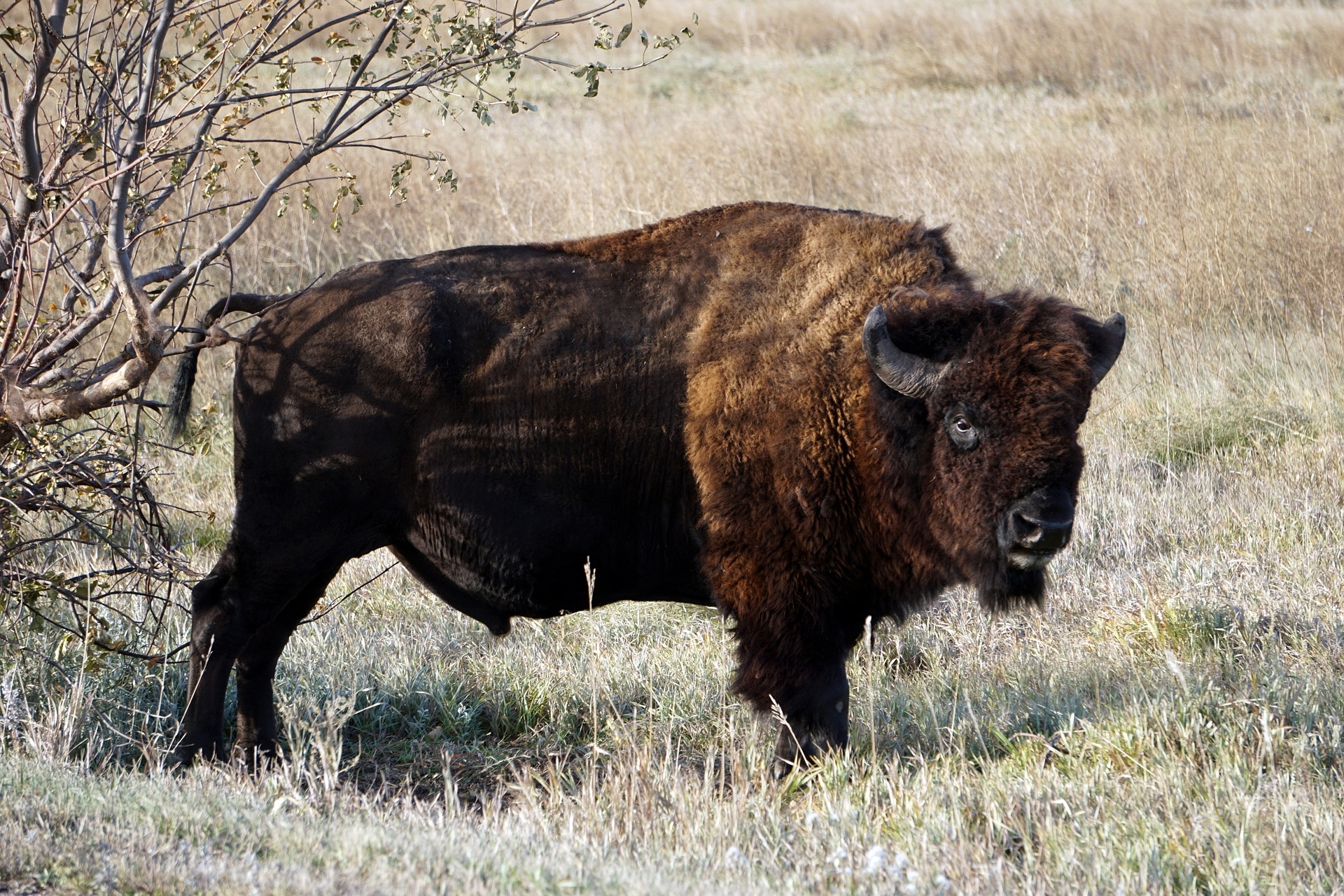 Wildlife spotting at Badlands National Park South Dakota showing a Bison looking on