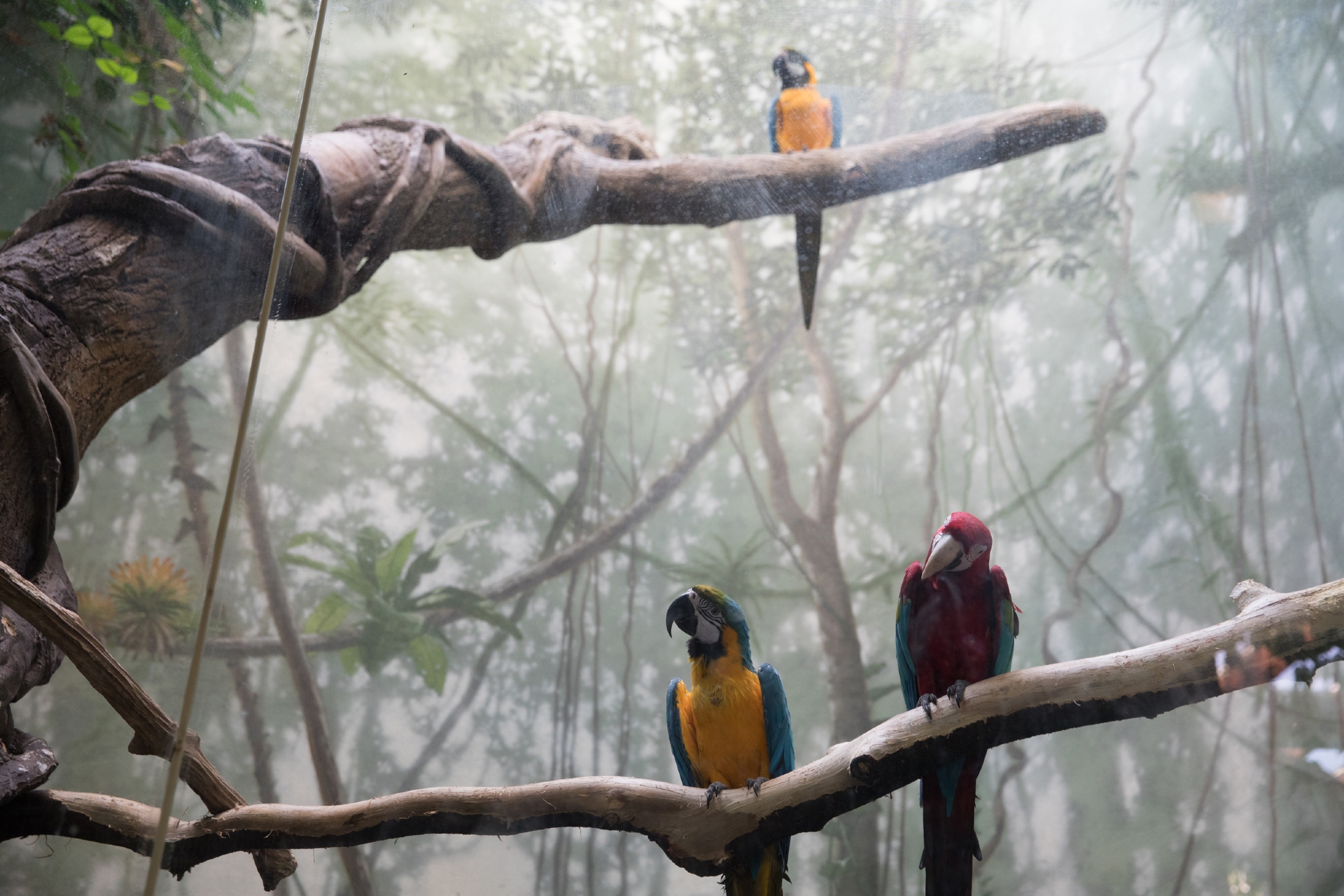 Central Park Zoo showing some of the colourful bird occupants of the zoo