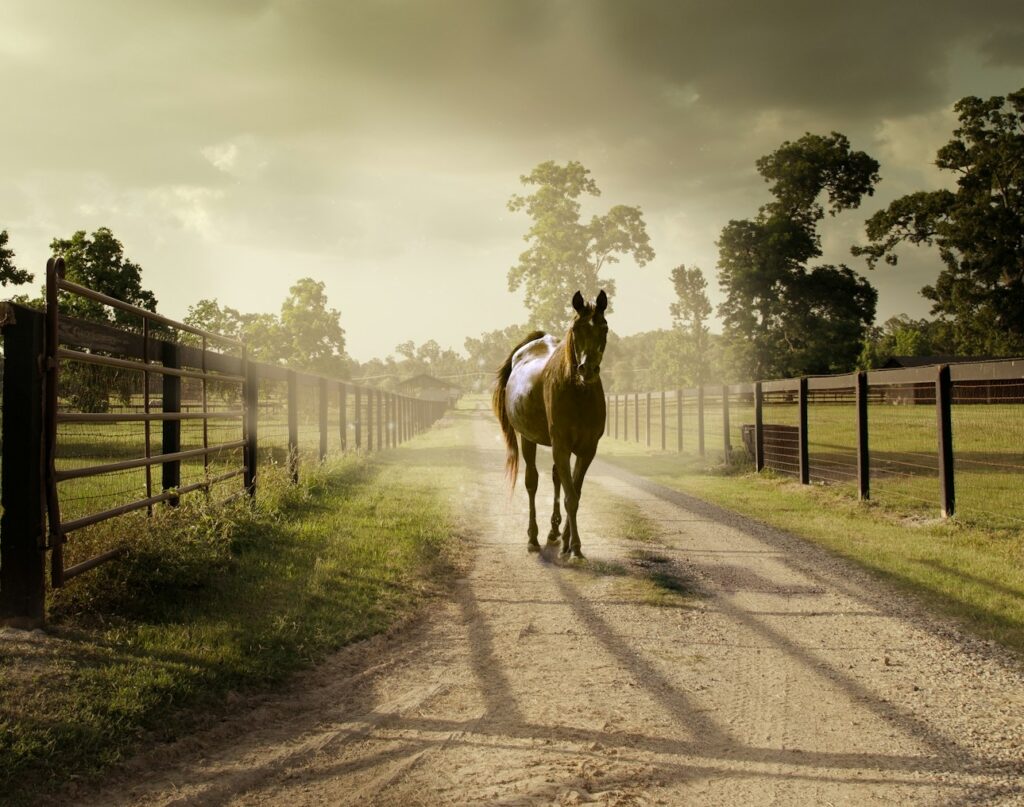 Horse at the horse farm in Louisville Kentucky walking down the dirty road