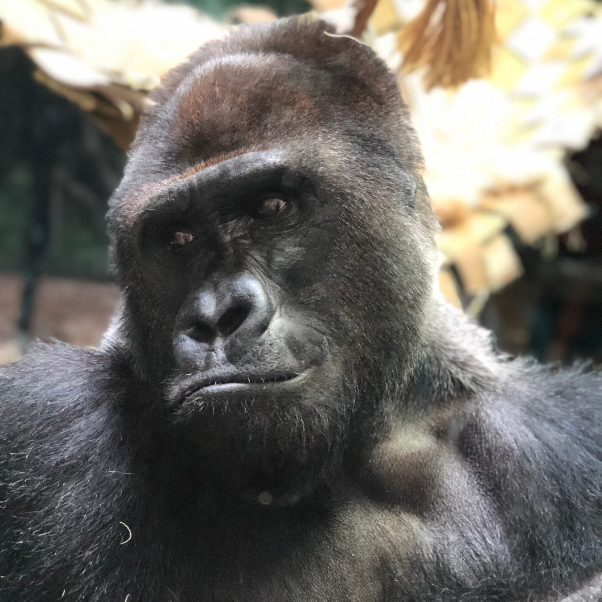Louisville Zoo, gorilla, family fun, highlands, Louisville Kentucky