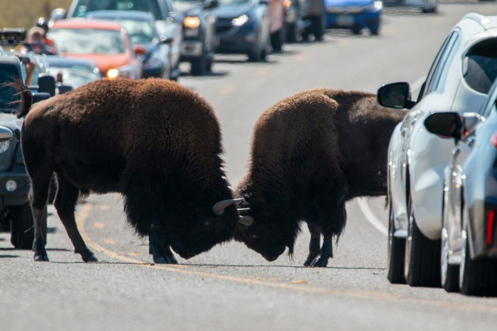 Yellowstone Streetfighters WY Image By goutham ganesh sivanandam unsplash