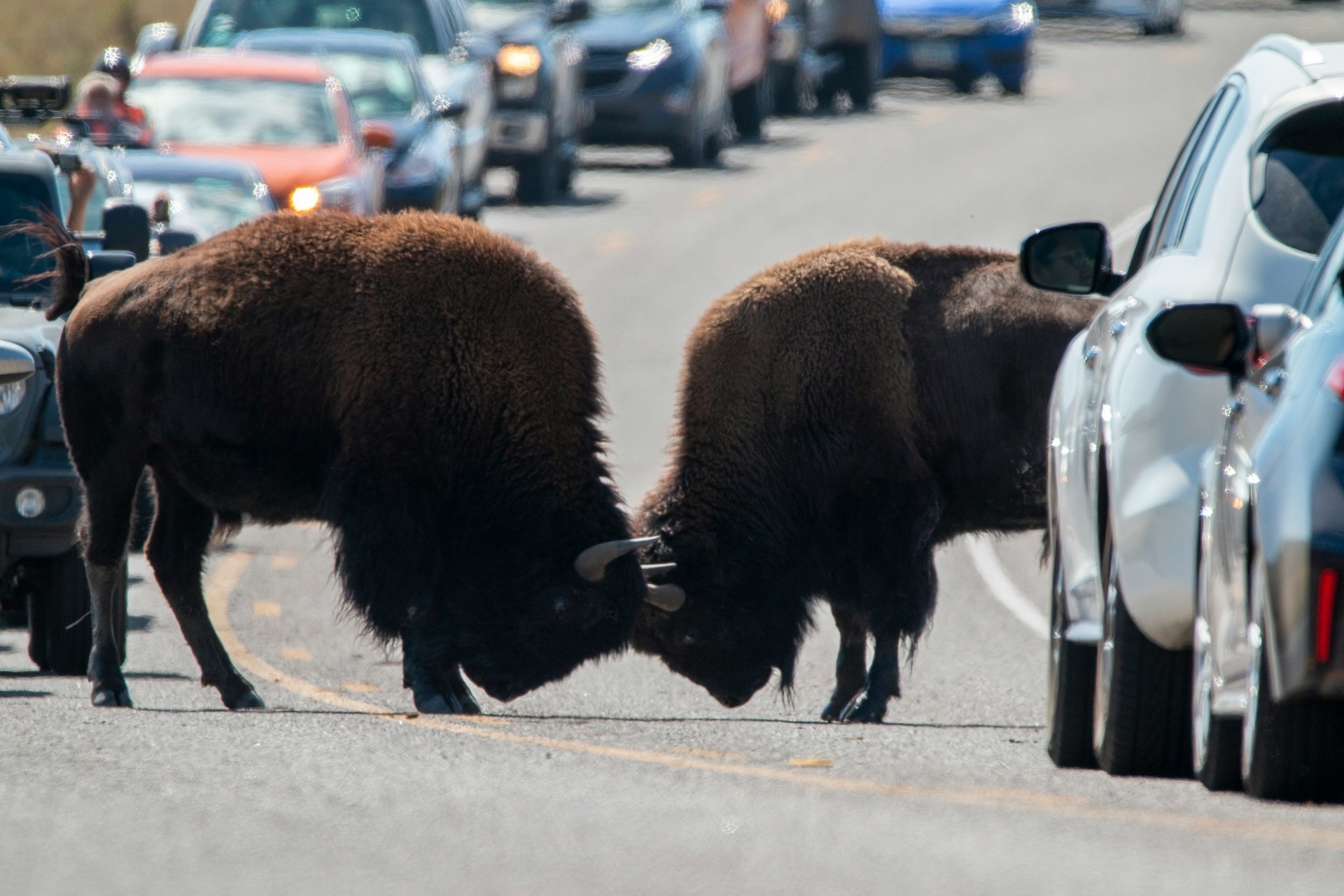 Yellowstone Streetfighters WY Image By goutham ganesh sivanandam unsplash