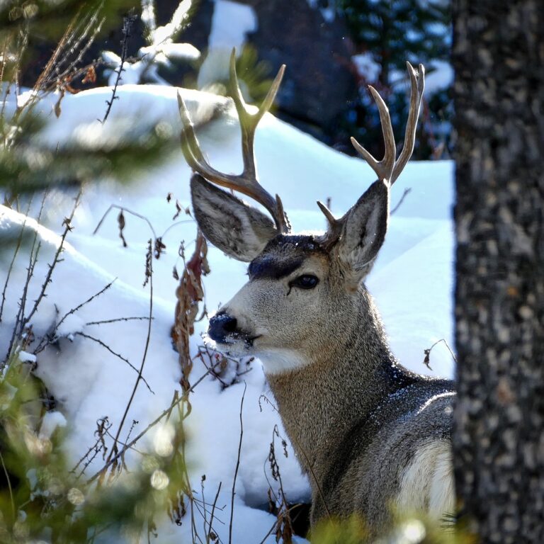 Yellowstone WY 1711479 1920.jpg Image By Pixabay e1719302914142