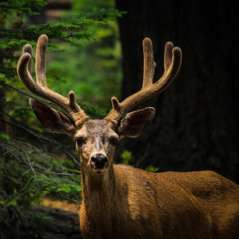 Yosemite Deer CA Image By chloe leis unsplash e1718837967513
