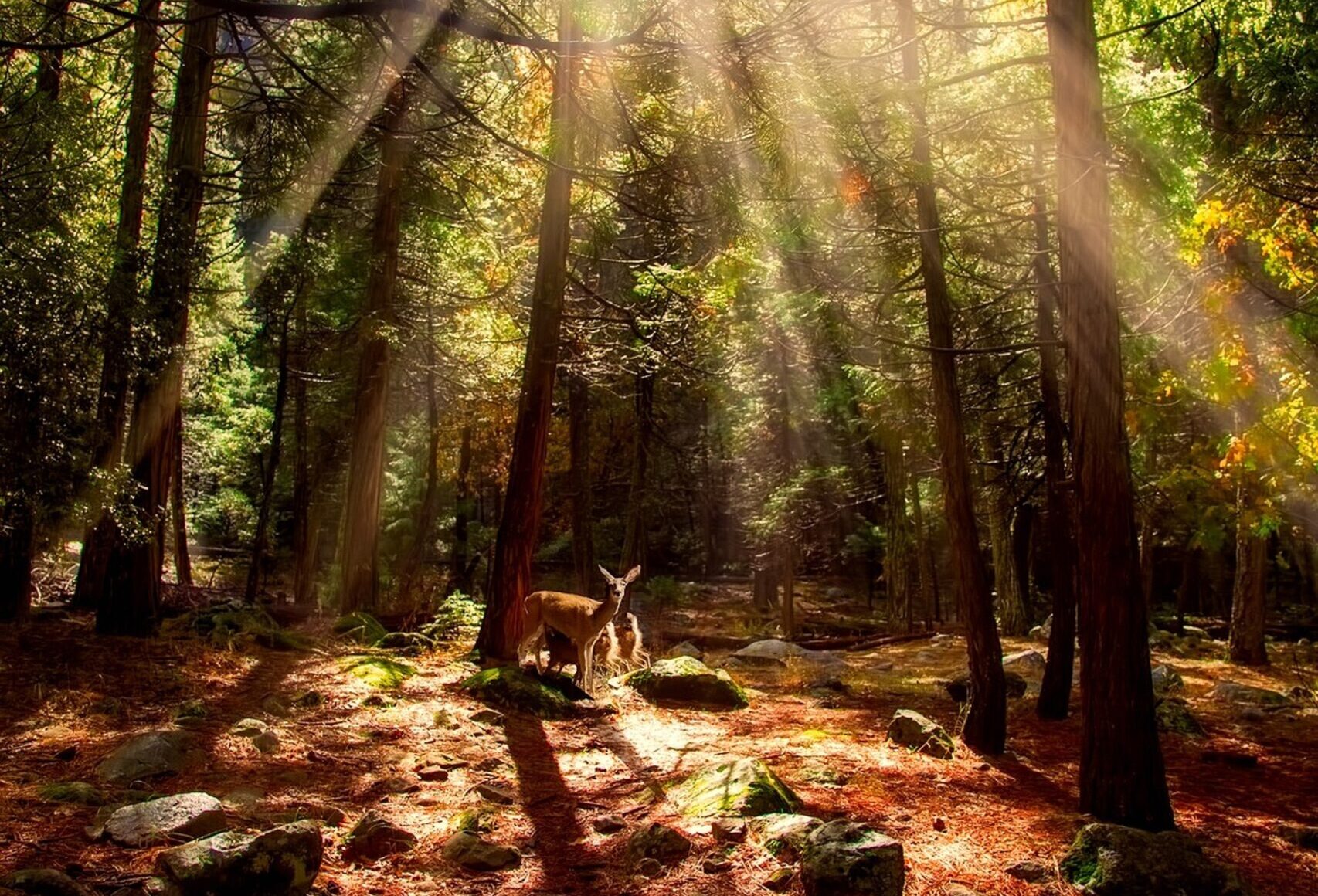 Yosemite National Park with a young deer and the sun shining through