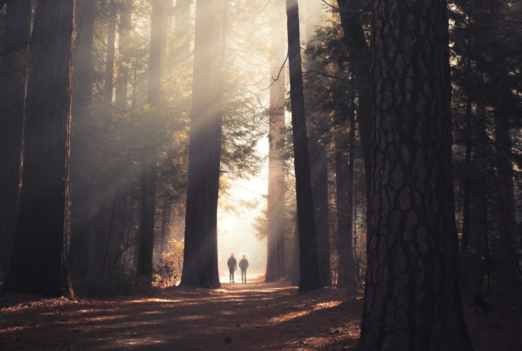 Yosemite walking thru the park CA Image By casey horner unsplash scaled e1718838401521