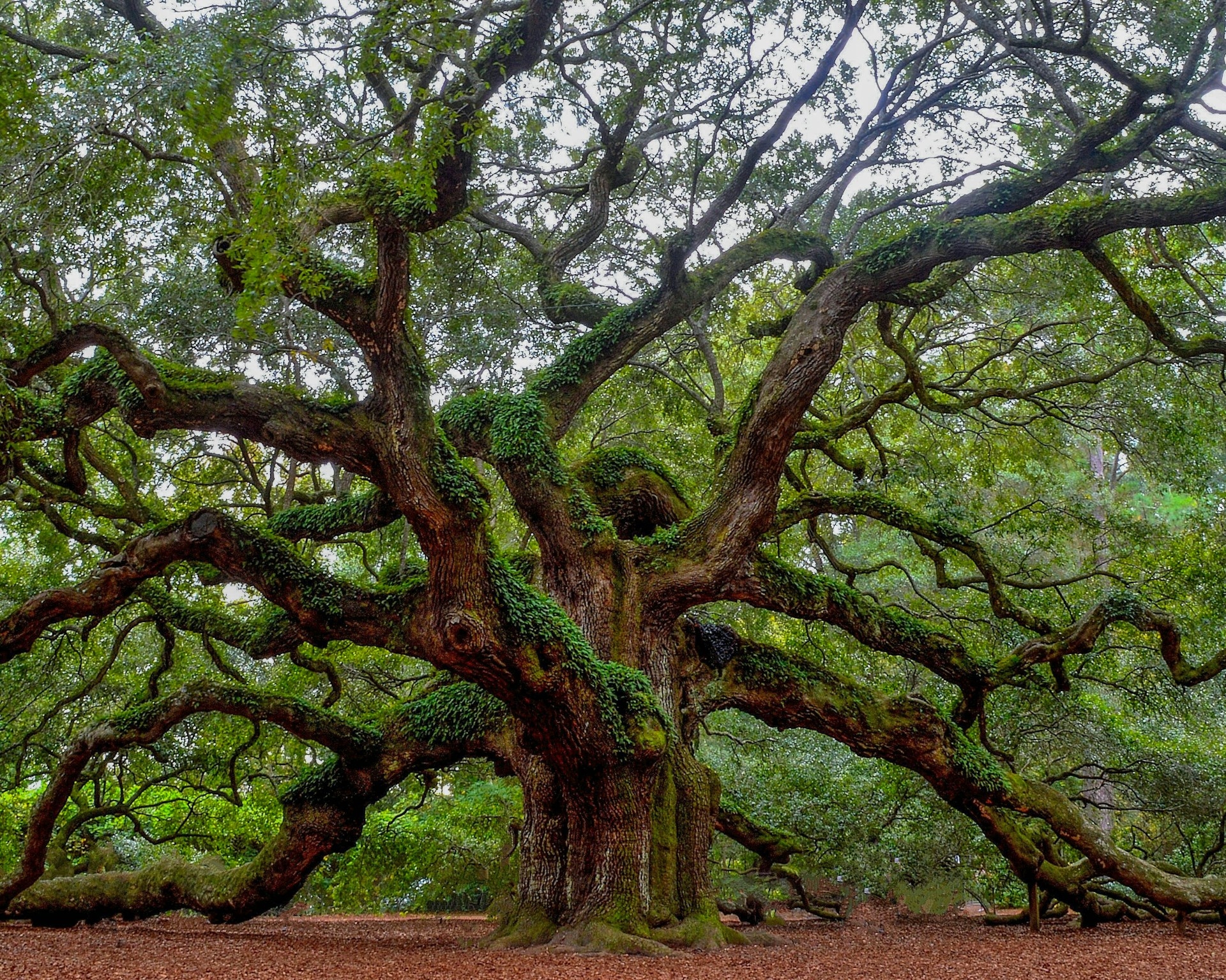 Angel Oak Tree Charleston South Carolina Image By andrew shelley Hzbq4de24kQ unsplash