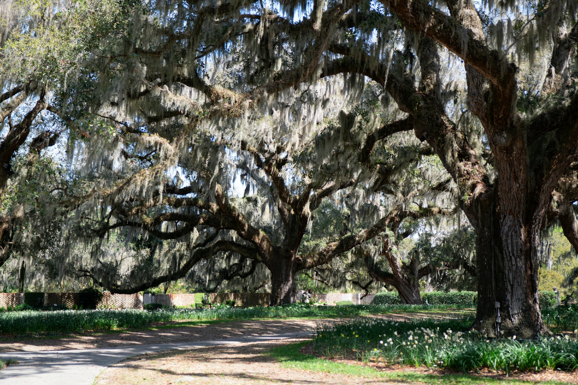 Brookgreen Dargens Murrells inlet SC Image by dana bailey unsplash