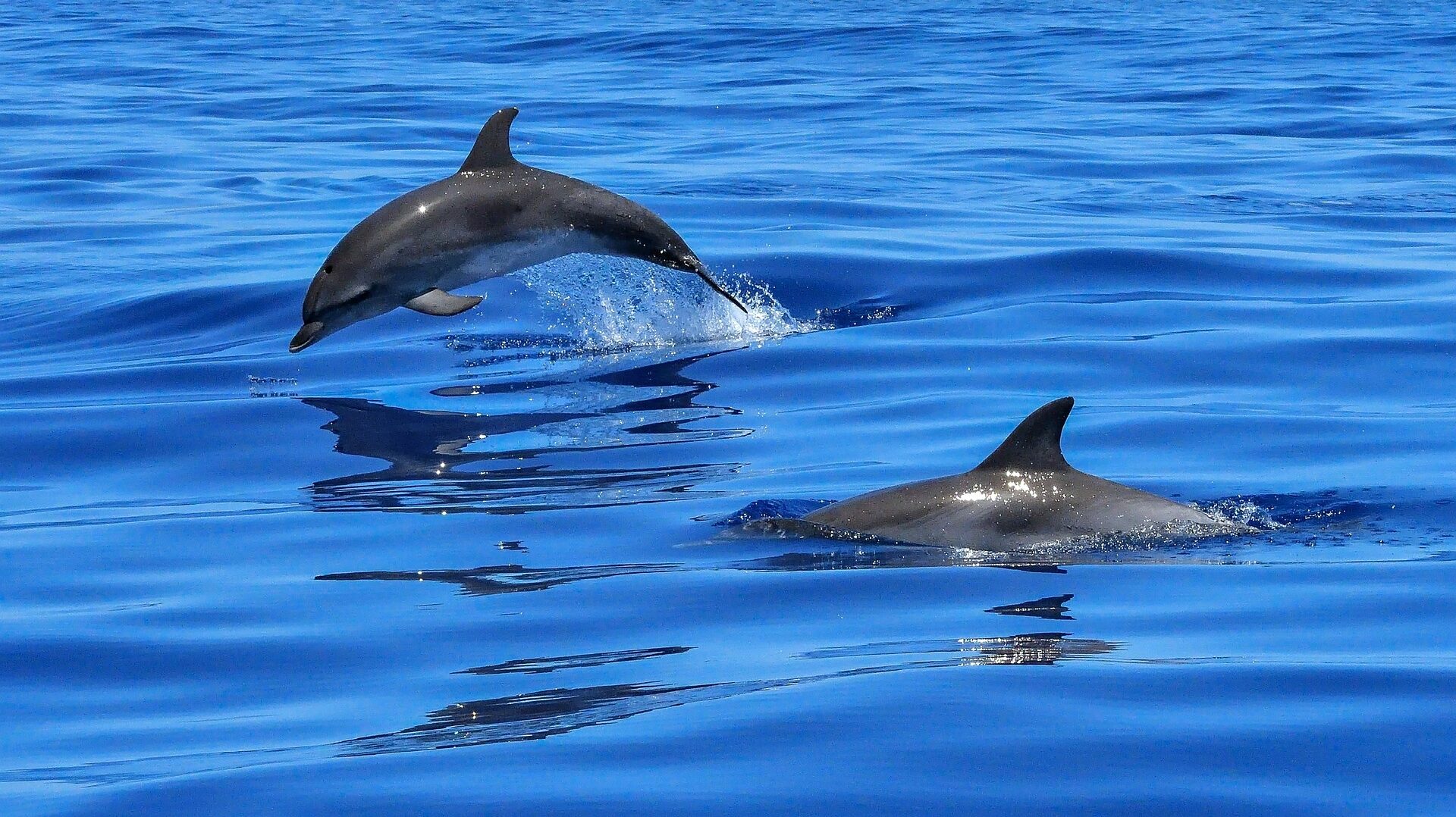 Dolphin Tour SC Image by Wolfgang Zimmel from Pixabay e1722046301773