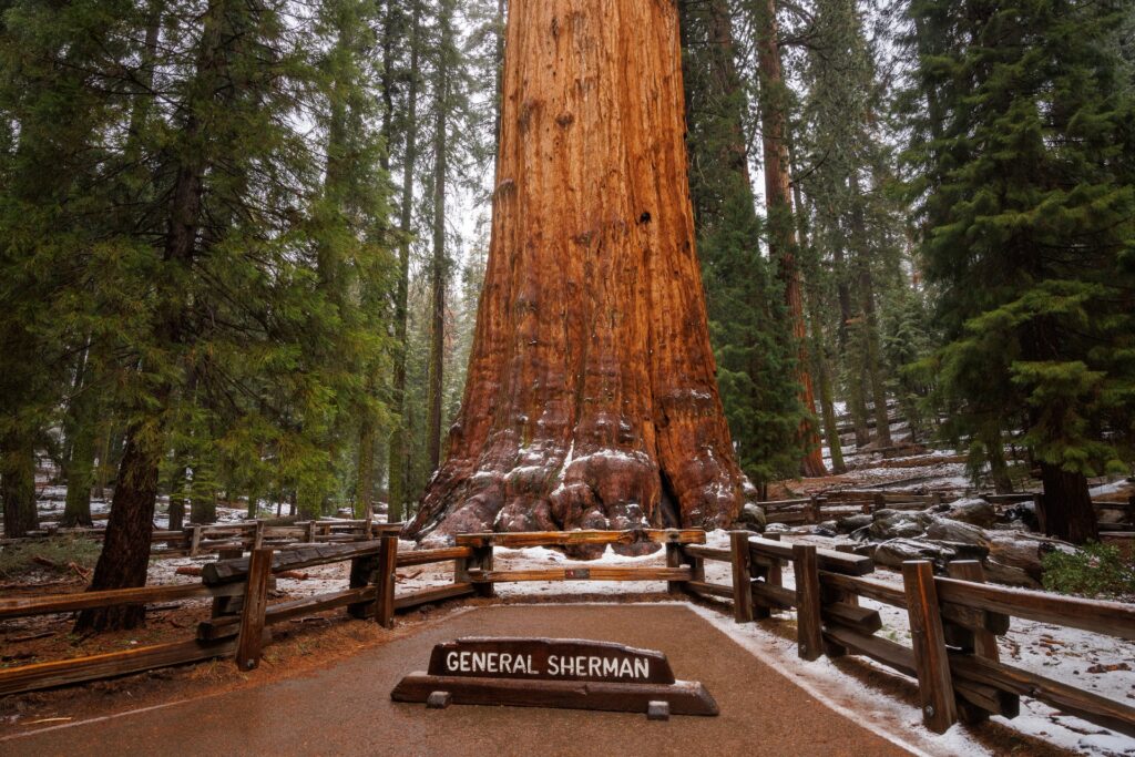 General Sherman Trail SSequoia National Park CA Majestic Mountain Loop credit Daniel Chui May 2022 1