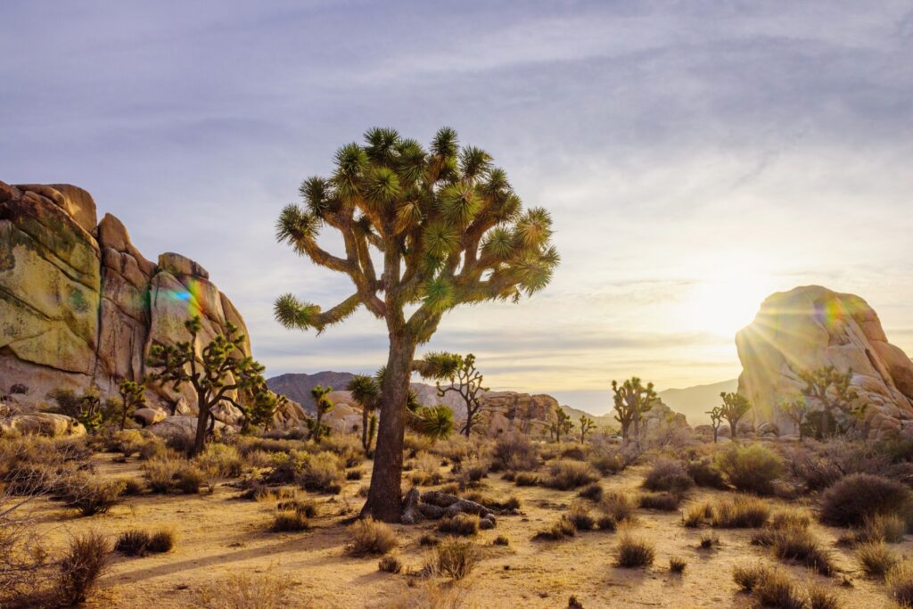 Joshua Tree National Park Credit Visit Greater Palm Springs