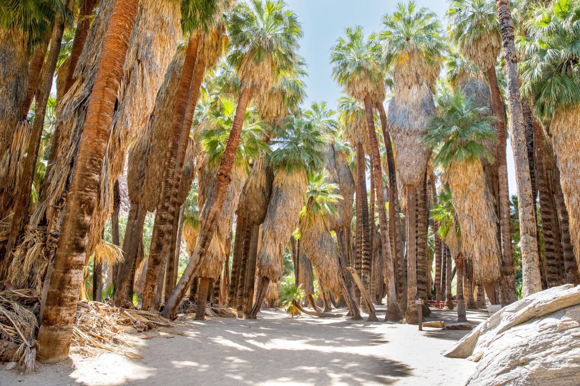 Palm Canyon Indian Canyons Credit Visit Greater Palm Springs