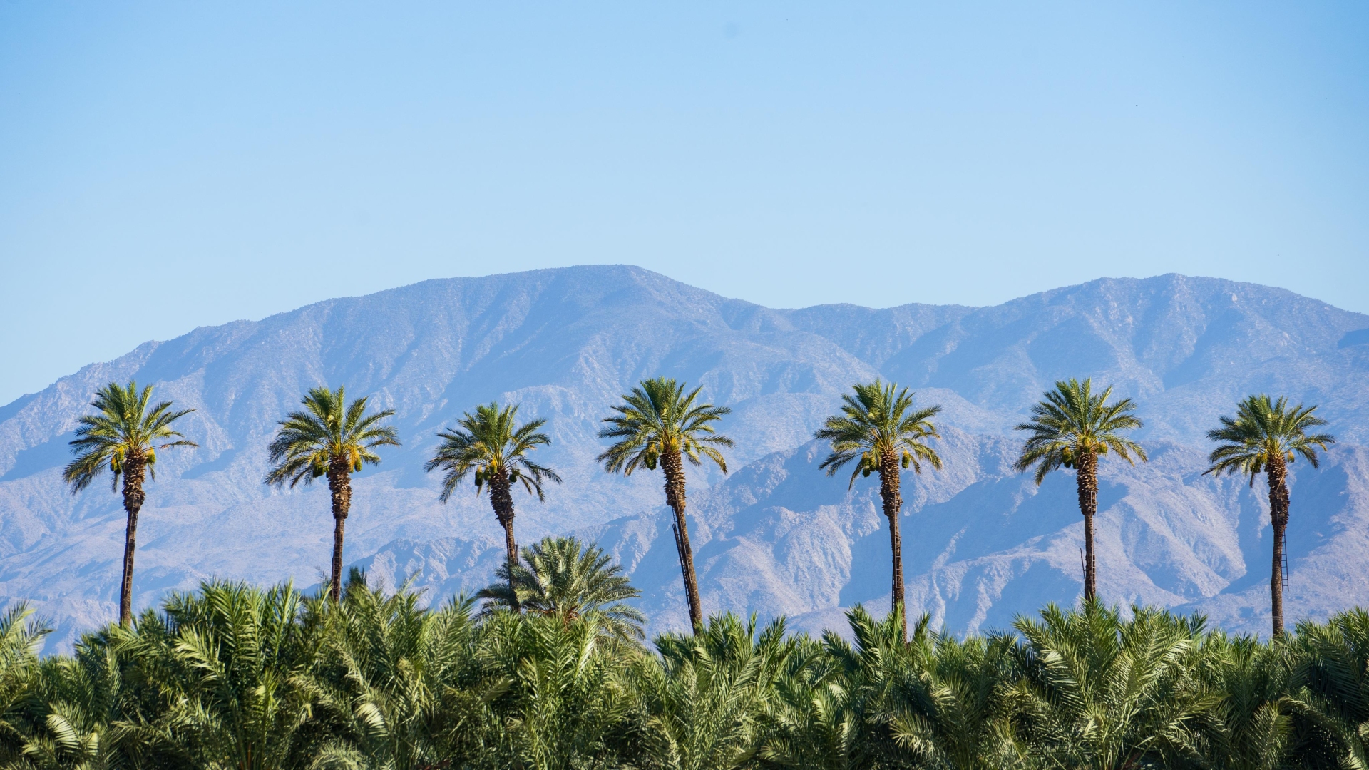 PalmTrees Credit Visit Greater Palm Springs