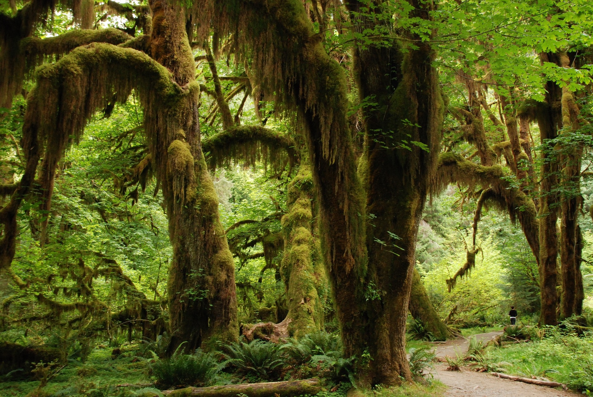 Washington State Moss Trail Rain Forest Image by Eveline de Bruin from