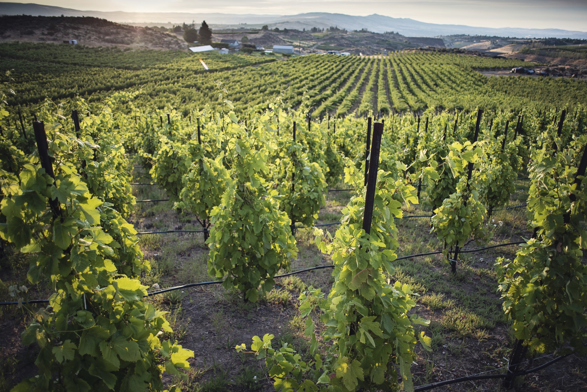Yakima Valley Wine Vineyards Credit Yakima Valley Tourism