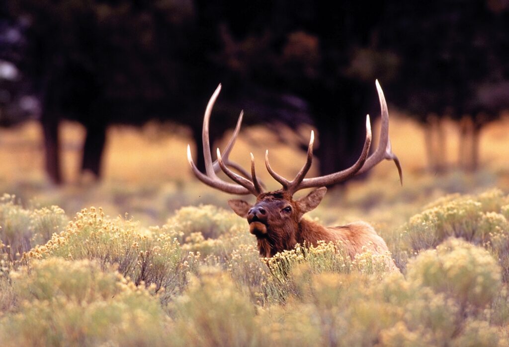 elkupclose2 Utah Image By Visit Utah
