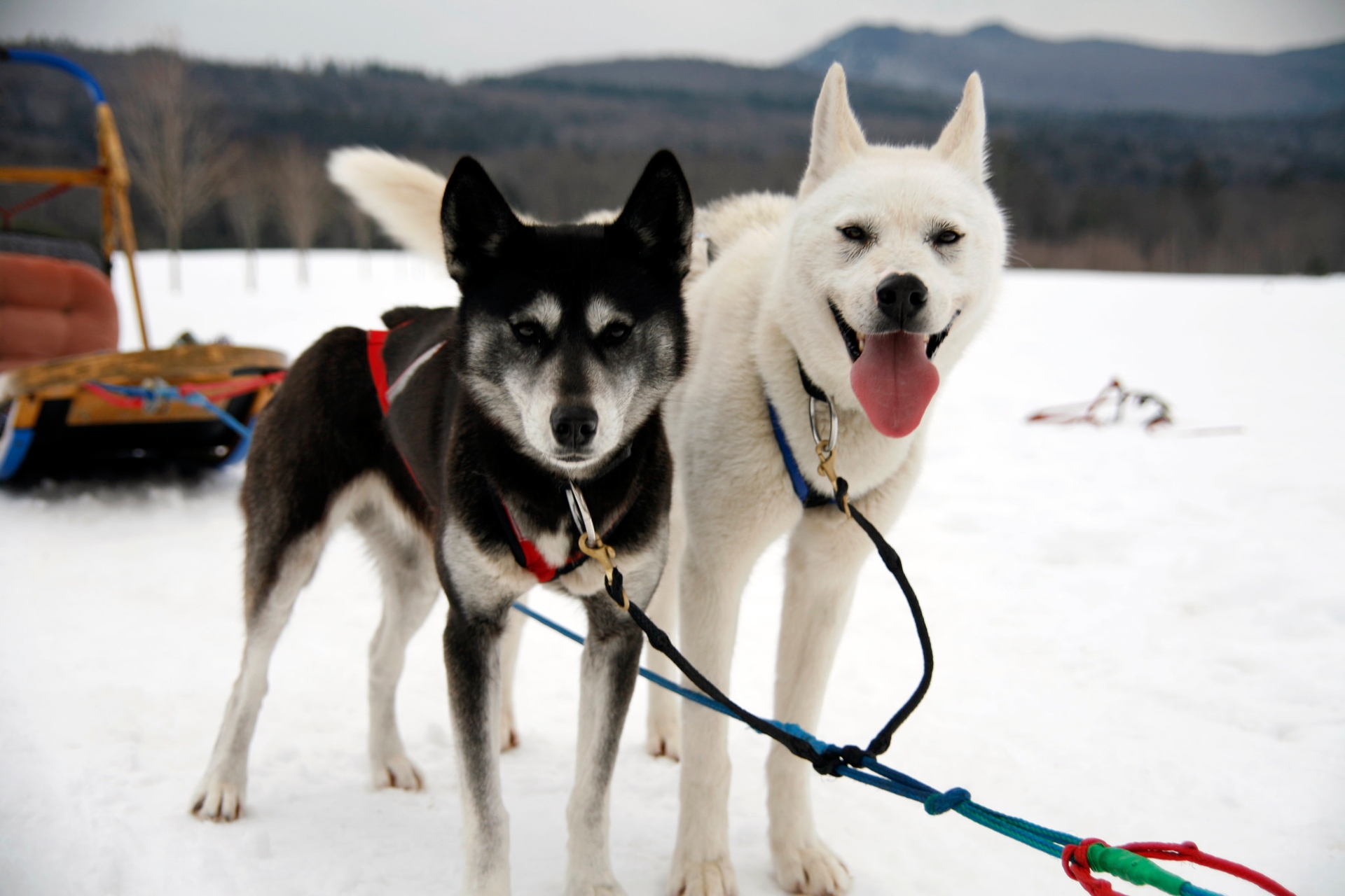New Hampshire Valley Snow Dogz Dog Sledding Image By New Hampshire Visitnh.gov
