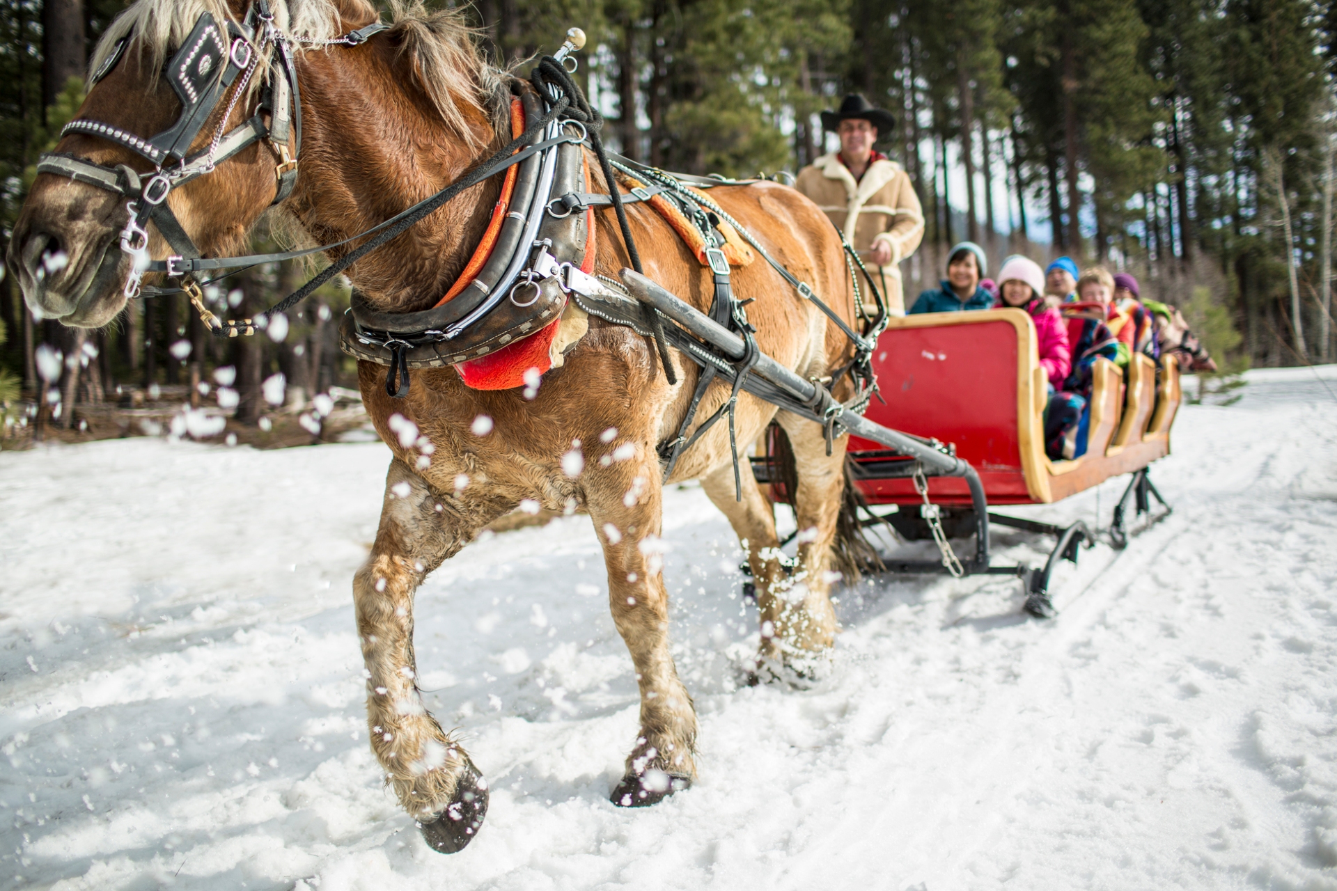 People on a sleigh ride Credit Jamie Kingham Lake Tahoe Visitors Authority