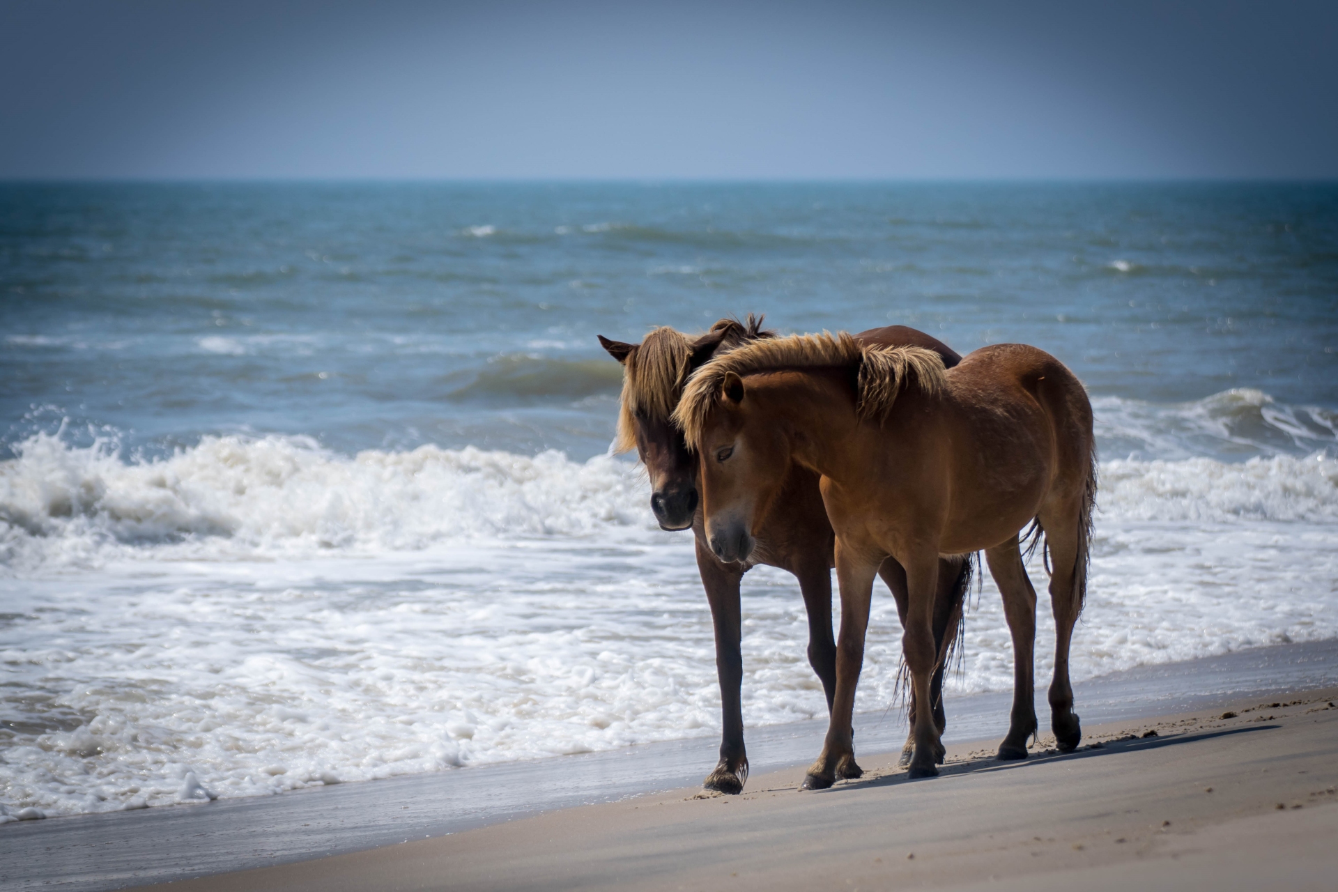 Assateague Island Tours Two Pals on Beach Walk Maryland Image by www.visitmaryland.org