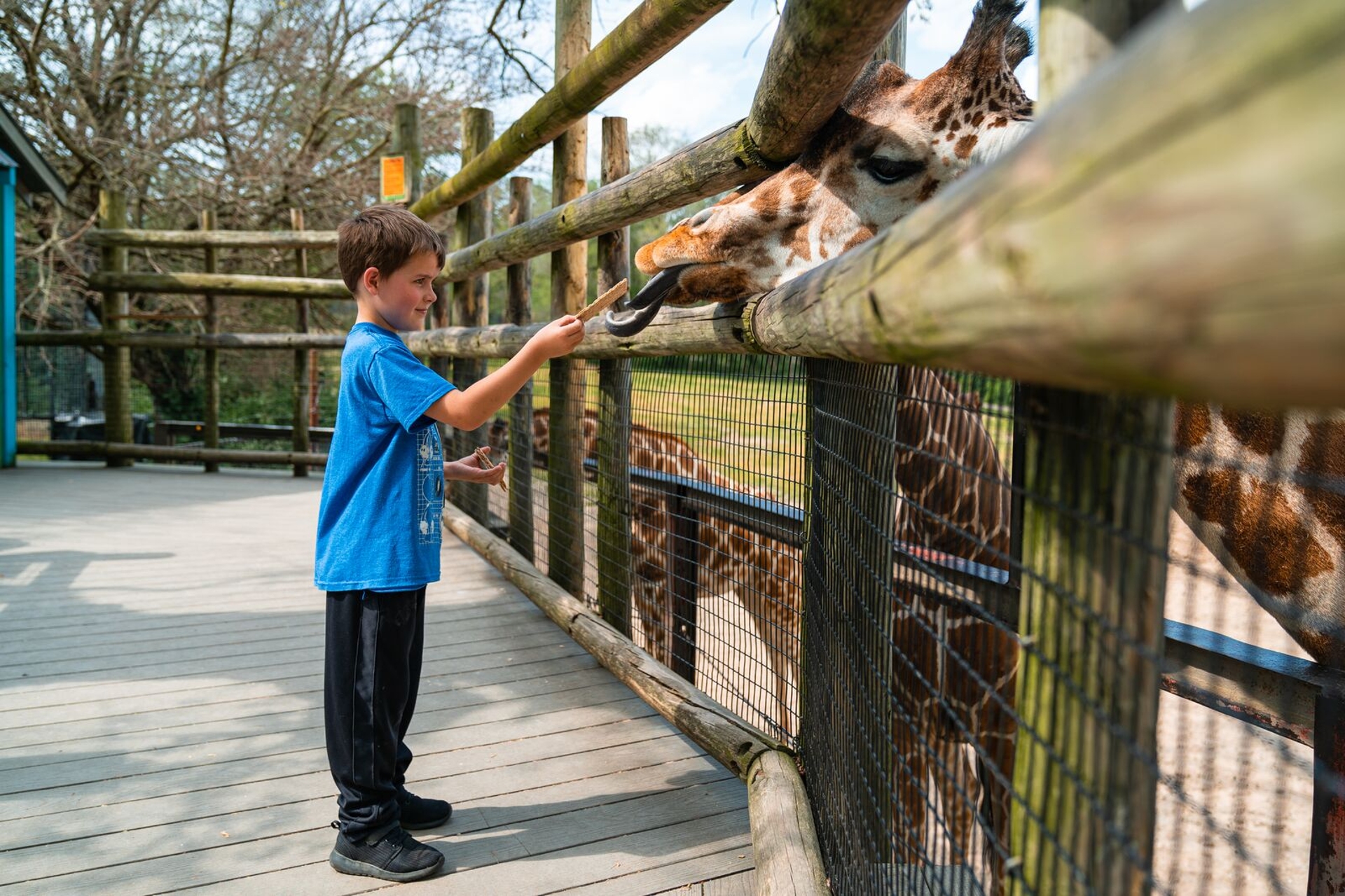 Dickerson Park Zoo Springfield Missouri Image by Missouri Division of Tourism