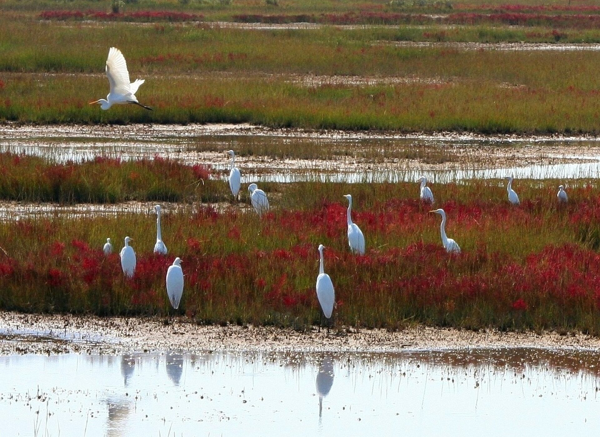 Great White Herons Brown Island Maryland Image by JamesDeMers from Pixabay e1726028797450