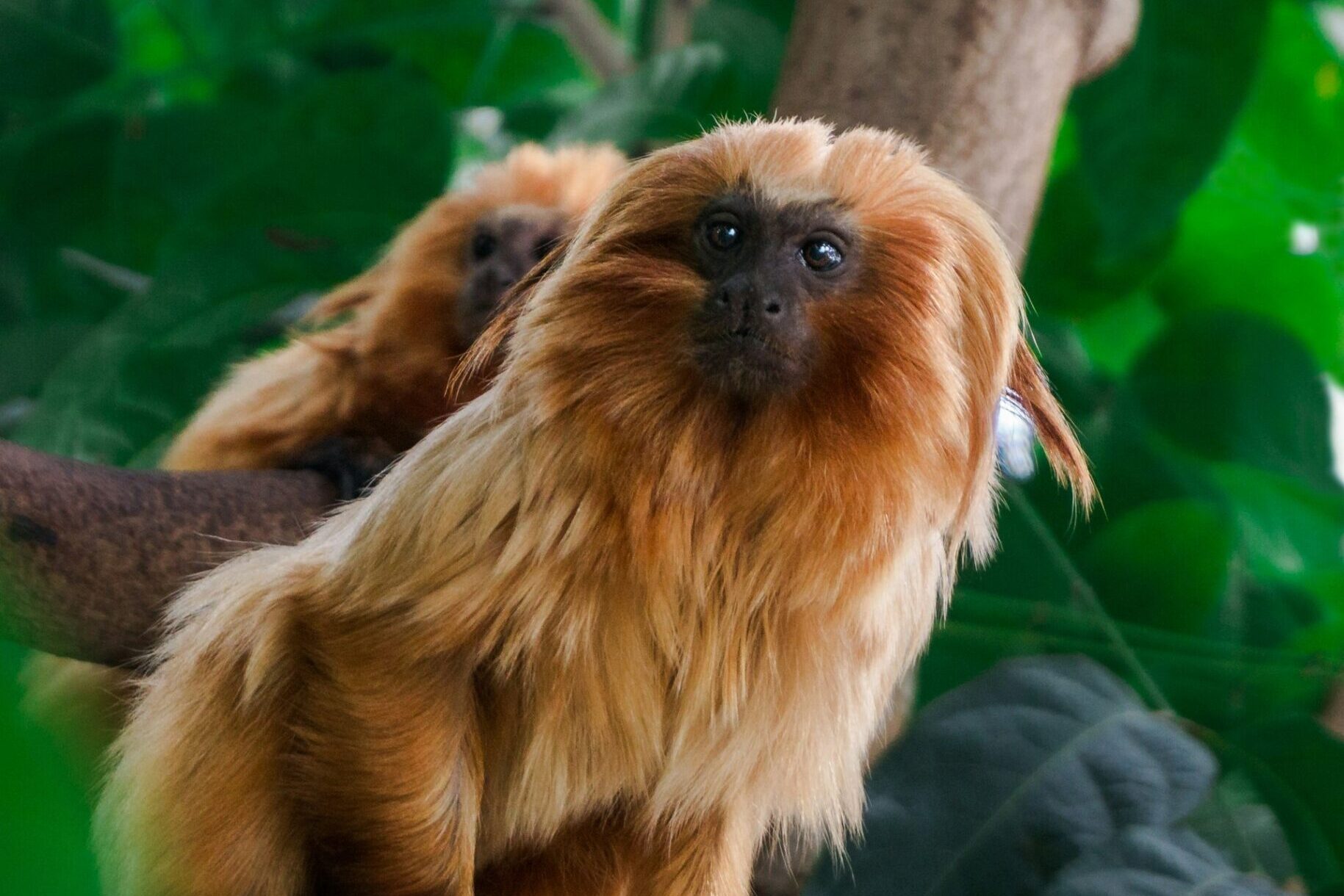 Maryland Zoo Image By derrick brooks unsplash scaled e1726212483350