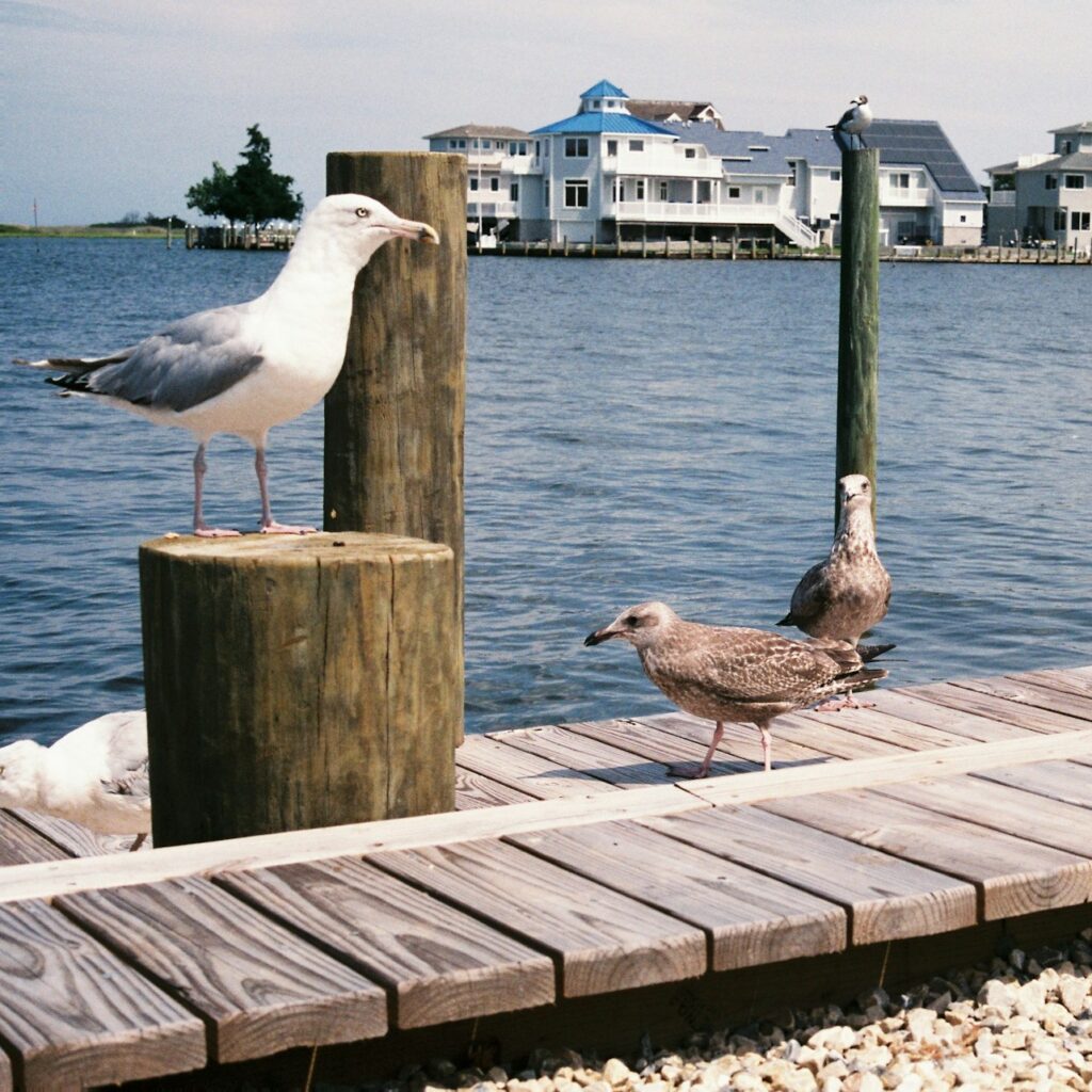 New Jersey Shore Image By e vitka unsplash e1726277440342
