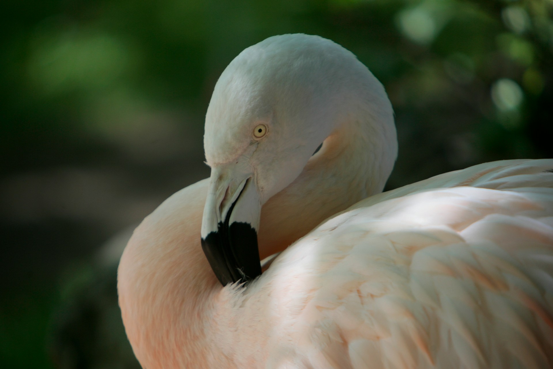 OP Roger Williams Park Zoo Rhode Island Image by david trinks unsplash