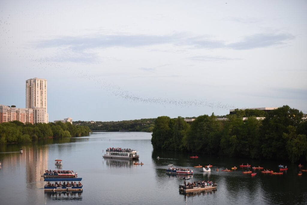 Austin Texas Bats Image by Veronika Andrews from Pixabay