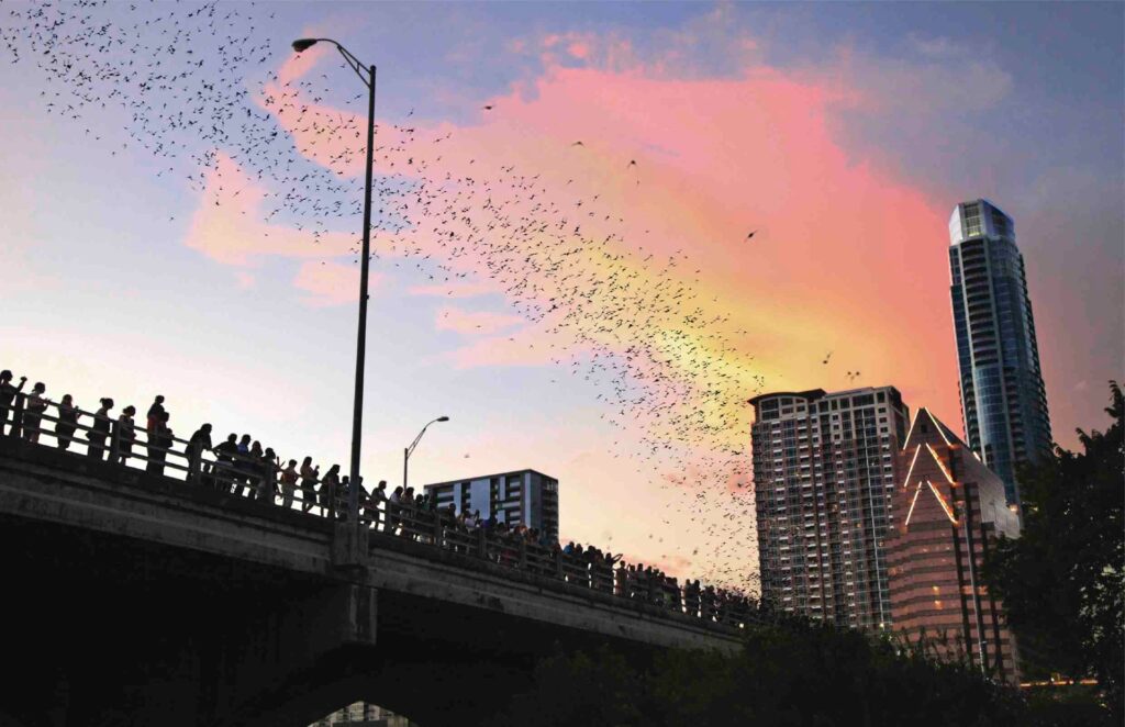 Bats at South Congress Bridge Credit Visit Austin