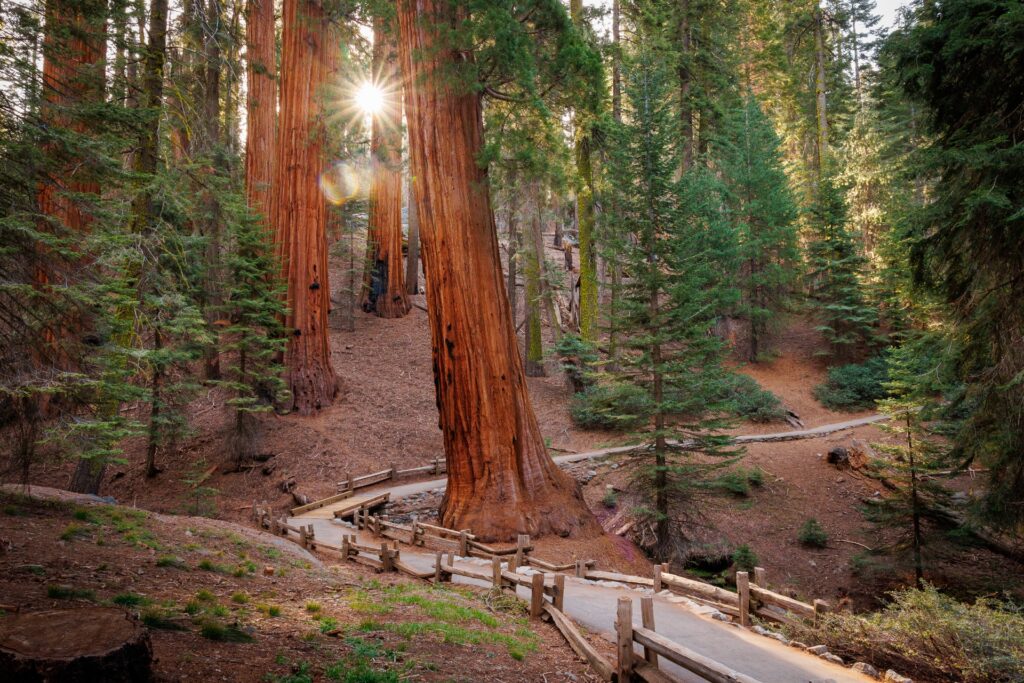 Congress Trail Sunny Giant Sequoias Sequoia National Park CA Majestic Mountain Loop credit Daniel Chui May 2022 1