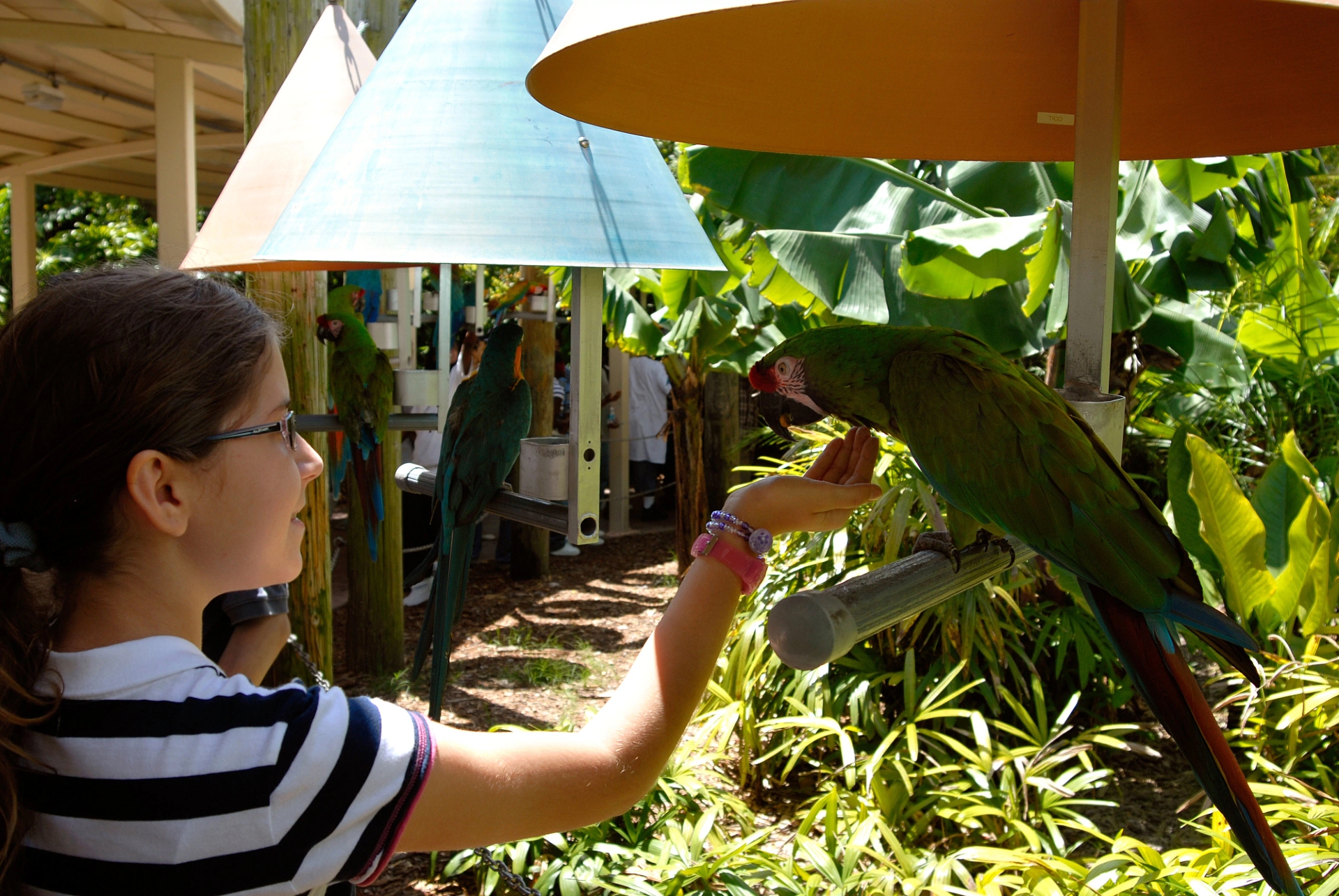 Jungle Island young girl feeding parrot Miami Image By Greater Miami Convention Visitors Bureau