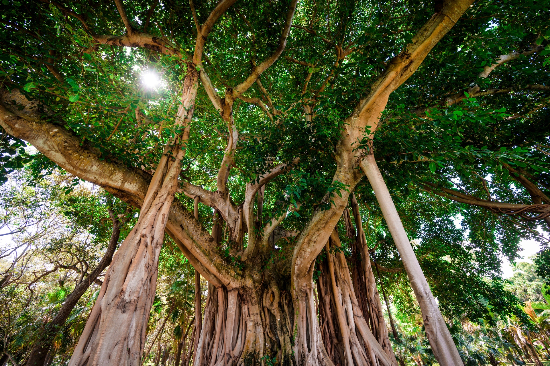 MontgomeryBotanical BanyonTree2 Miami Image By Greater Miami Convention Visitors Bureau