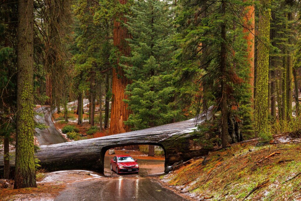 Tunnel Log Rain Giant Sequoias Sequoia National Park CA Majestic Mountain Loop credit Daniel Chui May 2022 1