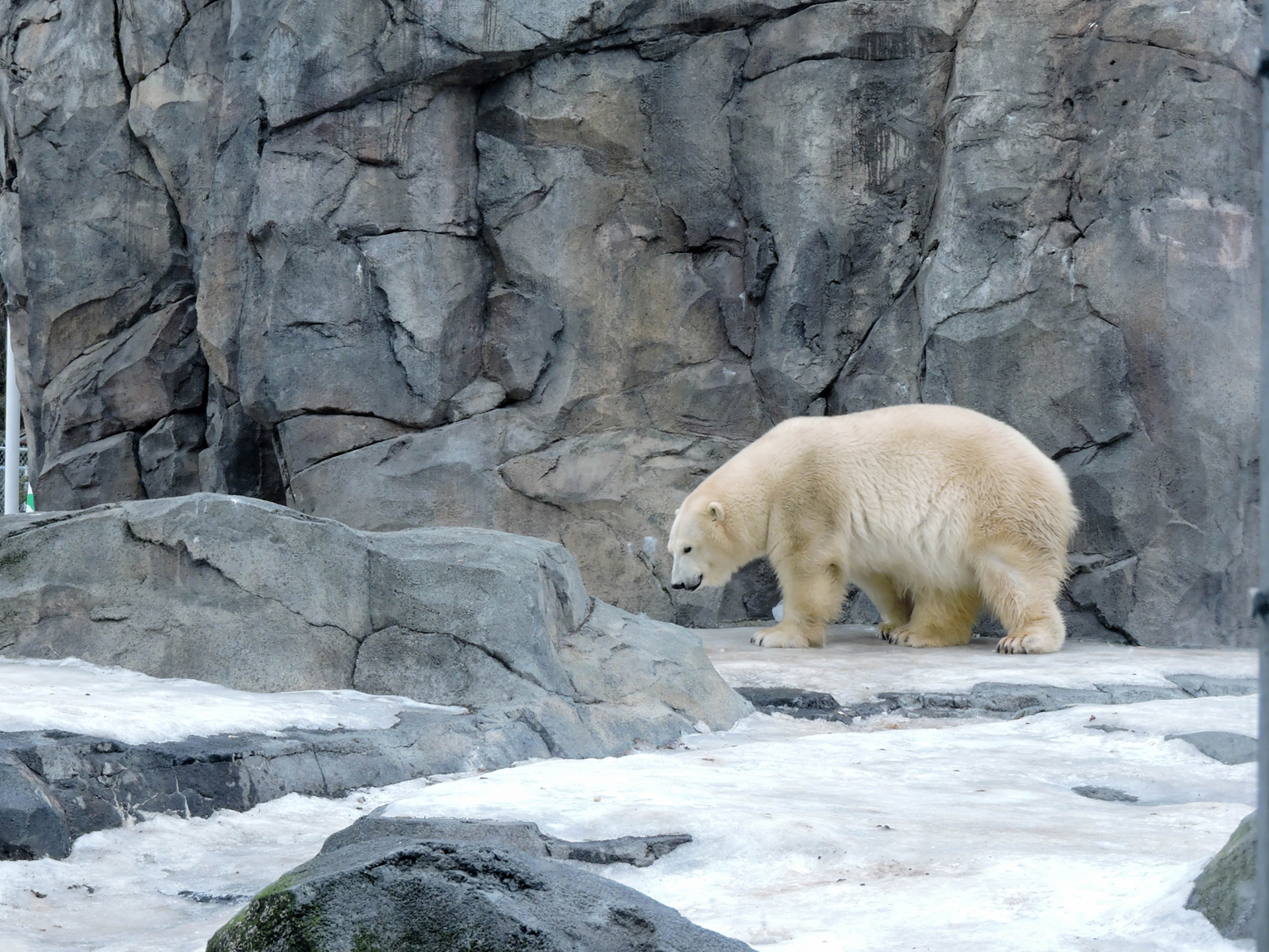 Alaska Zoo Polar Bear 2 Credit Ashley Heimbigner Visit Anchorage