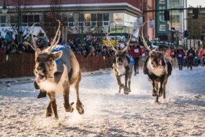 Anchorage Fur Rendezvous Event Running of the Reindeer Credit JodyO.Photos Visit Anchorage