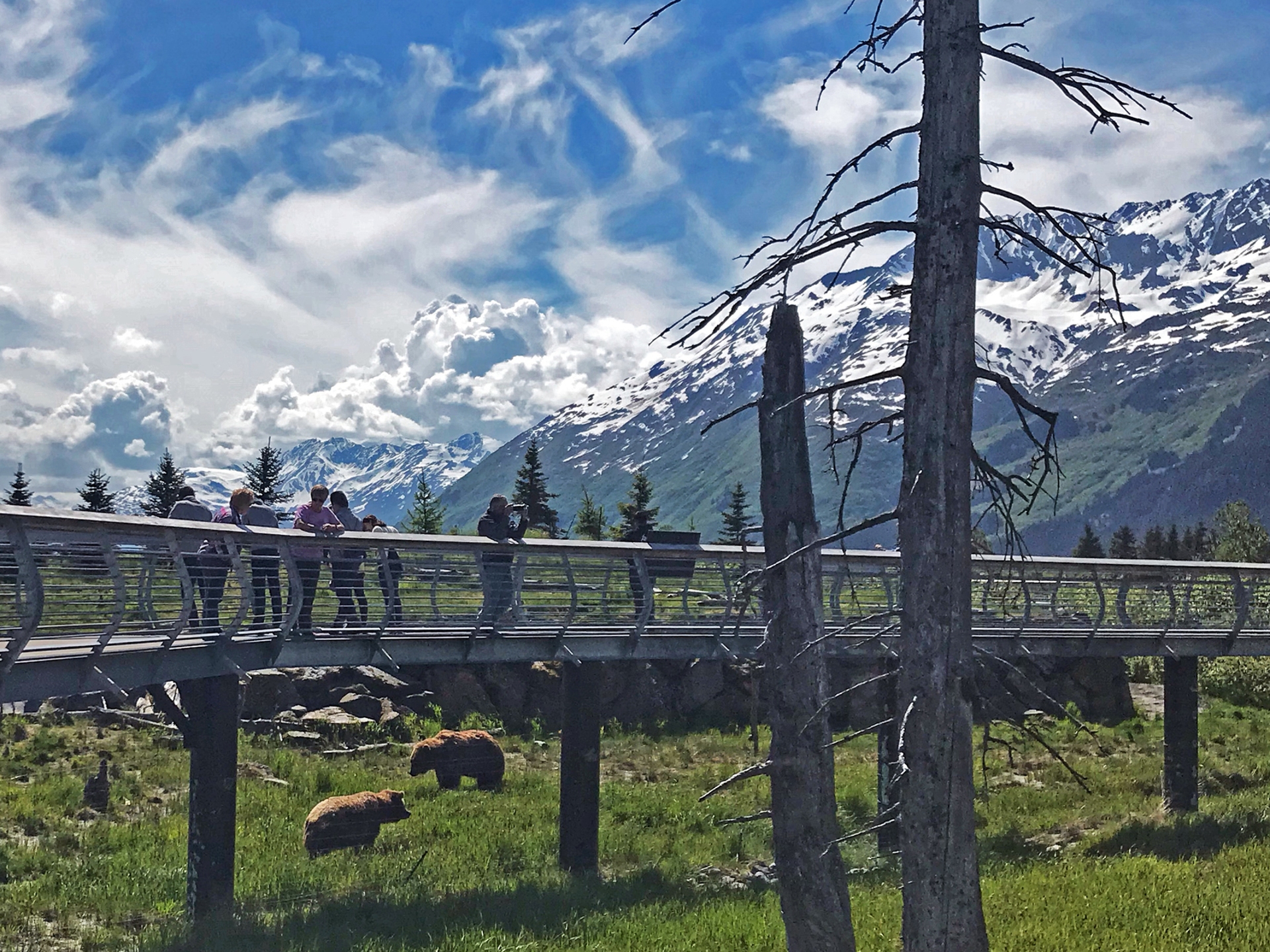 Bears Boardwalk at Alaska Wildlife Conservation Center Credit Teri Hendricks Visit Anchorage